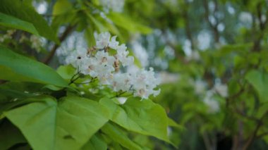Güzel katalpa çiçeği. Beyaz katalpa çiçekleri ve yeşil yapraklar. Güzel arka plan. Katalpa çiçekleri ve yaprakları rüzgarda sallanıyor.