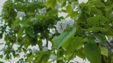 Güzel katalpa çiçeği. Beyaz katalpa çiçekleri ve yeşil yapraklar. Güzel arka plan. Katalpa çiçekleri ve yaprakları rüzgarda sallanıyor.