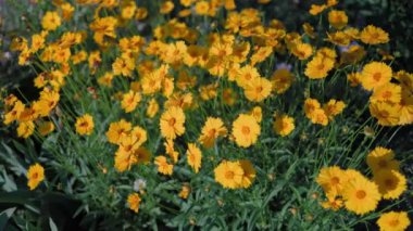 Güzel sarı papatyalar ve yeşil yaprakların manzarası. Çiçekler ve yapraklar rüzgarda sallanıyor. Akşam güneşi çiçekleri aydınlatıyor..