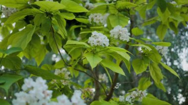 Güzel katalpa çiçeği. Beyaz katalpa çiçekleri ve yeşil yapraklar. Güzel arka plan. Katalpa çiçekleri ve yaprakları rüzgarda sallanıyor.