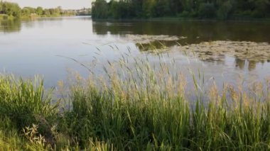 Güzel bir yaz nehri manzarası. Mavi, mavi gökyüzü gölün su yüzeyine yansıyor. Batan güneş yeşil yapraklarla kaplı ağaçları aydınlatıyor. Kıyı boyunca yeşil sazlıklar.