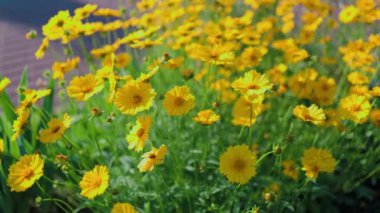 Top view of beautiful yellow daisies and green leaves. Flowers and leaves sway in the wind. The evening sun illuminates the flowers.