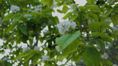 Güzel katalpa çiçeği. Beyaz katalpa çiçekleri ve yeşil yapraklar. Güzel arka plan. Katalpa çiçekleri ve yaprakları rüzgarda sallanıyor.