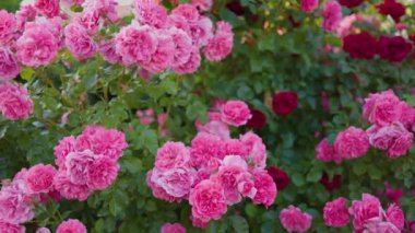 Yeşil yapraklardan oluşan arka planda güzel pembe güller. Bu büyüleyici videoda narin pembe güllerin büyüleyici güzelliği sizi büyüleyecek..