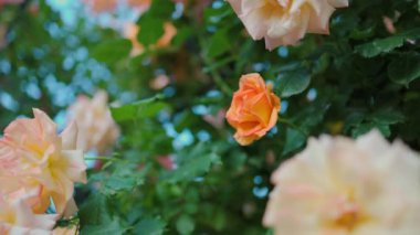 Yeşil yapraklardan oluşan arka planda güzel sarı güller. Bu büyüleyici videoda, sarı güllerin büyüleyici güzelliği karşısında büyüleneceksiniz..