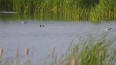 Birçok martı göllerde, nehirlerde ve kanallarda balık avlar. Martılar suyun üzerinde uçar. Martılar zarif bir şekilde suyun yüzeyinde süzülür, kanatları dalgalanan dalgaların üzerinde narin gölgeler bırakır..