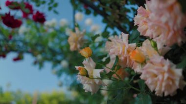 Yeşil yapraklardan oluşan arka planda güzel sarı güller. Bu büyüleyici videoda, sarı güllerin büyüleyici güzelliği karşısında büyüleneceksiniz..