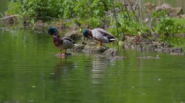 Ördekler yalan söyler ve yeşil çimlerin üzerinde yürür. Ördekler dinlenir ve tüylerini temizler. Güzel ağaçlar ve göl, arka planda nehir. Duck ailesi..