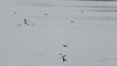 Birçok martı göllerde, nehirlerde ve kanallarda balık avlar. Martılar suyun üzerinde uçar. Martılar zarif bir şekilde suyun yüzeyinde süzülür, kanatları dalgalanan dalgaların üzerinde narin gölgeler bırakır..