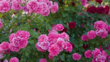 Yeşil yapraklardan oluşan arka planda güzel pembe güller. Bu büyüleyici videoda narin pembe güllerin büyüleyici güzelliği sizi büyüleyecek..