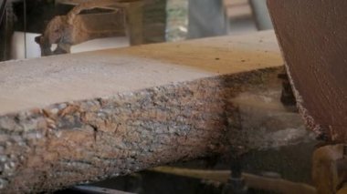Bıçkıhanede, bir testere kahverengi ahşap keser. Ağaç kabuğu ve eski paslı testere. Yakın plan. Kereste fabrikasında çalış. Tahta ve odun parçalarından toz uçar.