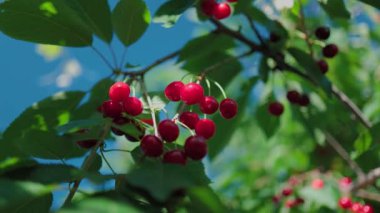 Mavi gökyüzü ve yeşil yapraklardan oluşan arka planda güzel kırmızı kirazlar. Ağaçta olgun kirazlar. Arkaplanda yeşil yapraklar.