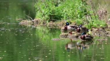 Ördekler yalan söyler ve yeşil çimlerin üzerinde yürür. Ördekler dinlenir ve tüylerini temizler. Güzel ağaçlar ve göl, arka planda nehir. Duck ailesi..