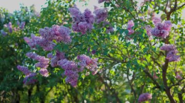 İlkbaharda leylak çiçeği. Leylak çiçekleri ve yeşil yapraklar rüzgarda sallanıyor. Akşam güneşinin ışınları güzel leylak ağaçlarını aydınlatıyor..