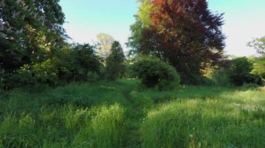 Yaz ormanlarında yürüyüş. Güneş ışınları ağaçların dallarını delip geçiyor. Yeşil çimenler, sarı ağaçlar, yeşil, kırmızı yapraklar. Ormanda güzel bir patika.