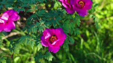 Yeşil arka planda güzel kırmızı şakayık. Rüzgarda sallanan güzel bir çiçek. Güneş ışınları yeşil yaprakları ve otları aydınlatıyor..