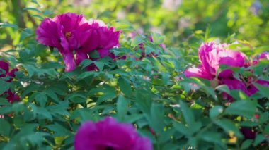 Yeşil arka planda güzel kırmızı şakayık. Rüzgarda sallanan güzel bir çiçek. Güneş ışınları yeşil yaprakları ve otları aydınlatıyor..