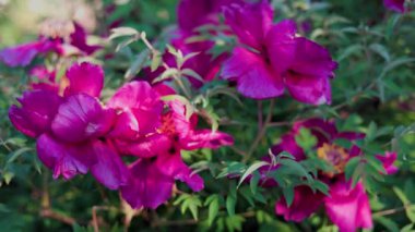 Yeşil arka planda güzel kırmızı şakayık. Rüzgarda sallanan güzel bir çiçek. Güneş ışınları yeşil yaprakları ve otları aydınlatıyor..