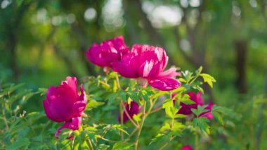 Yeşil arka planda güzel kırmızı şakayık. Rüzgarda sallanan güzel bir çiçek. Güneş ışınları yeşil yaprakları ve otları aydınlatıyor..