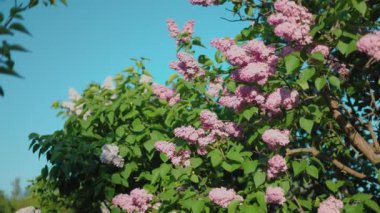 İlkbaharda leylak çiçeği. Leylak çiçekleri ve yeşil yapraklar rüzgarda sallanıyor. Akşam güneşinin ışınları güzel leylak ağaçlarını aydınlatıyor..