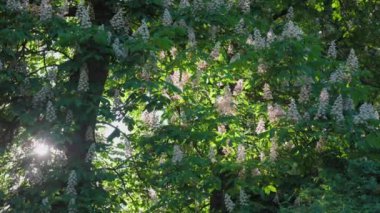 Güzel bir kestane ağacı beyaz çiçeklerle çiçek açar. Güneş yaprakların arasından doğuyor. Güzel güneş ışınları. Her şey yeşil yapraklarla kaplı. Bahar doğası.