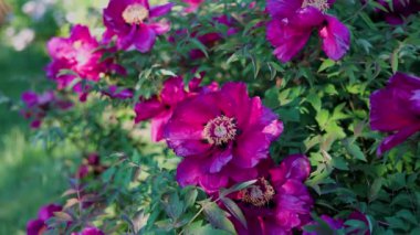 Yeşil arka planda güzel kırmızı şakayık. Rüzgarda sallanan güzel bir çiçek. Güneş ışınları yeşil yaprakları ve otları aydınlatıyor..