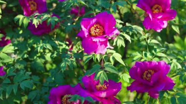 Yeşil arka planda güzel kırmızı şakayık. Rüzgarda sallanan güzel bir çiçek. Güneş ışınları yeşil yaprakları ve otları aydınlatıyor..