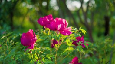 Yeşil arka planda güzel kırmızı şakayık. Rüzgarda sallanan güzel bir çiçek. Güneş ışınları yeşil yaprakları ve otları aydınlatıyor..