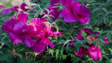 Yeşil arka planda güzel kırmızı şakayık. Rüzgarda sallanan güzel bir çiçek. Güneş ışınları yeşil yaprakları ve otları aydınlatıyor..