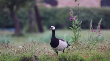 Güzel siyah ve beyaz kaz yeşil çimlerin üzerinde yatar ve yürür. Siyah ve beyaz kaz dinleniyor ve tüylerini temizliyor. Güzel yeşil çimenler rüzgarda sallanıyor. Bahar çiçekleri videoyu süslüyor.