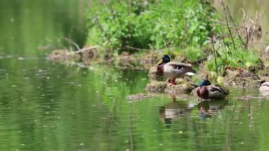 Ördekler yalan söyler ve yeşil çimlerin üzerinde yürür. Ördekler dinlenir ve tüylerini temizler. Güzel ağaçlar ve göl, arka planda nehir. Duck ailesi..