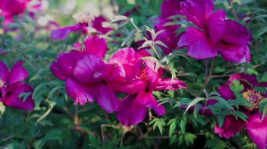 Yeşil arka planda güzel kırmızı şakayık. Rüzgarda sallanan güzel bir çiçek. Güneş ışınları yeşil yaprakları ve otları aydınlatıyor..