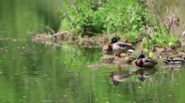 Ördekler uyur, tüylerini temizler, yosun yerler. Ördekler suya çok güzel yansıtılır. Bir ördek ailesi, kazlar su kanalında, nehirde, gölde yüzer..