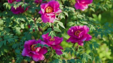 Yeşil arka planda güzel kırmızı şakayık. Rüzgarda sallanan güzel bir çiçek. Güneş ışınları yeşil yaprakları ve otları aydınlatıyor..