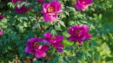 Yeşil arka planda güzel kırmızı şakayık. Rüzgarda sallanan güzel bir çiçek. Güneş ışınları yeşil yaprakları ve otları aydınlatıyor..