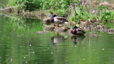 Ördekler yalan söyler ve yeşil çimlerin üzerinde yürür. Ördekler dinlenir ve tüylerini temizler. Güzel ağaçlar ve göl, arka planda nehir. Duck ailesi..