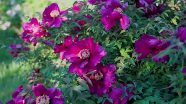 Yeşil arka planda güzel kırmızı şakayık. Rüzgarda sallanan güzel bir çiçek. Güneş ışınları yeşil yaprakları ve otları aydınlatıyor..