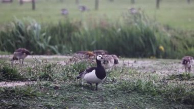 Güzel siyah ve beyaz kaz yeşil çimlerin üzerinde yatar ve yürür. Siyah ve beyaz kaz dinleniyor ve tüylerini temizliyor. Güzel yeşil çimenler rüzgarda sallanıyor. Bahar çiçekleri videoyu süslüyor.
