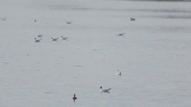 Birçok martı göllerde, nehirlerde ve kanallarda balık avlar. Martılar suyun üzerinde uçar. Martılar zarif bir şekilde suyun yüzeyinde süzülür, kanatları dalgalanan dalgaların üzerinde narin gölgeler bırakır..