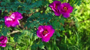 Yeşil arka planda güzel kırmızı şakayık. Rüzgarda sallanan güzel bir çiçek. Güneş ışınları yeşil yaprakları ve otları aydınlatıyor..