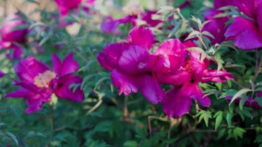 Yeşil arka planda güzel kırmızı şakayık. Rüzgarda sallanan güzel bir çiçek. Güneş ışınları yeşil yaprakları ve otları aydınlatıyor..