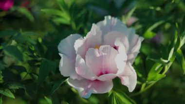 Yeşil arka planda güzel beyaz bir şakayık. Rüzgarda sallanan güzel bir çiçek. Güneş ışınları yeşil yaprakları ve otları aydınlatıyor..