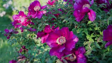 Yeşil arka planda güzel kırmızı şakayık. Rüzgarda sallanan güzel bir çiçek. Güneş ışınları yeşil yaprakları ve otları aydınlatıyor..