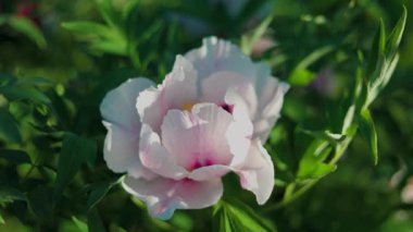 Yeşil arka planda güzel beyaz bir şakayık. Rüzgarda sallanan güzel bir çiçek. Güneş ışınları yeşil yaprakları ve otları aydınlatıyor..