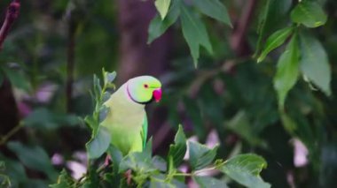 Güzel yeşil papağanlar bir ağacın dallarında oturuyorlar. Arka planda yeşil yapraklar var. Papağan rüzgarda sallanıyor. Kırmızı gagalı. Uzun yeşil kuyruk.