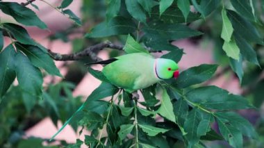 Güzel yeşil papağanlar bir ağacın dallarında oturuyorlar. Arka planda yeşil yapraklar var. Papağan rüzgarda sallanıyor. Kırmızı gagalı. Uzun yeşil kuyruk.