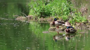 Ördekler yalan söyler ve yeşil çimlerin üzerinde yürür. Ördekler dinlenir ve tüylerini temizler. Güzel ağaçlar ve göl, arka planda nehir. Duck ailesi..