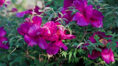 Yeşil arka planda güzel kırmızı şakayık. Rüzgarda sallanan güzel bir çiçek. Güneş ışınları yeşil yaprakları ve otları aydınlatıyor..