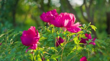 Yeşil arka planda güzel kırmızı şakayık. Rüzgarda sallanan güzel bir çiçek. Güneş ışınları yeşil yaprakları ve otları aydınlatıyor..