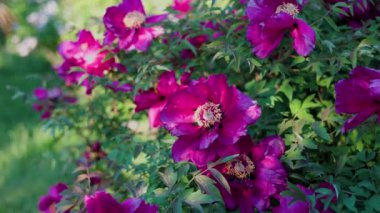 Yeşil arka planda güzel kırmızı şakayık. Rüzgarda sallanan güzel bir çiçek. Güneş ışınları yeşil yaprakları ve otları aydınlatıyor..